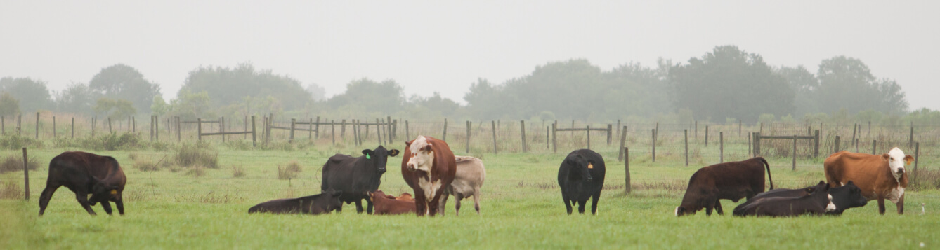 Beef cattle at the Ona Range Cattle Research & Education Center. [CREDIT: UF/IFAS]