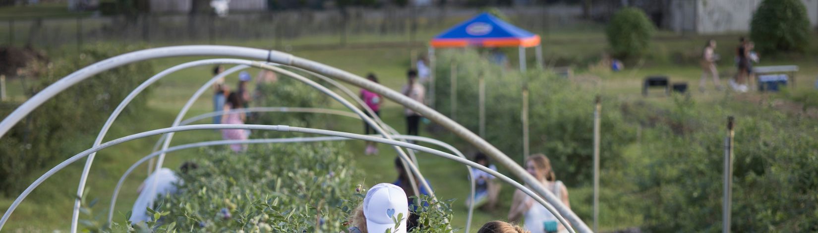 Students hand picking blueberries at the Horticultural Teaching Gardens during the Spring Festival.