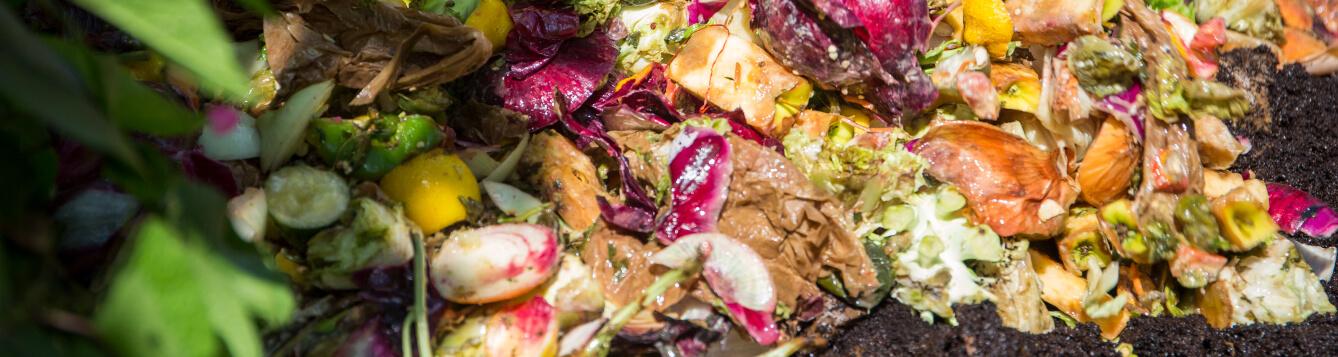 Food scraps in a compost pile. {CREDIT: Camila Guillen, UF/IFAS]