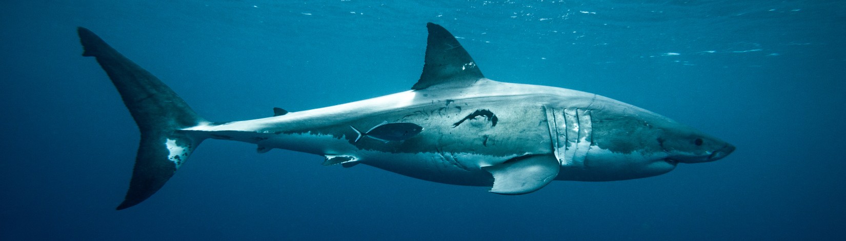 Large great white shark portrait with teeth scar.