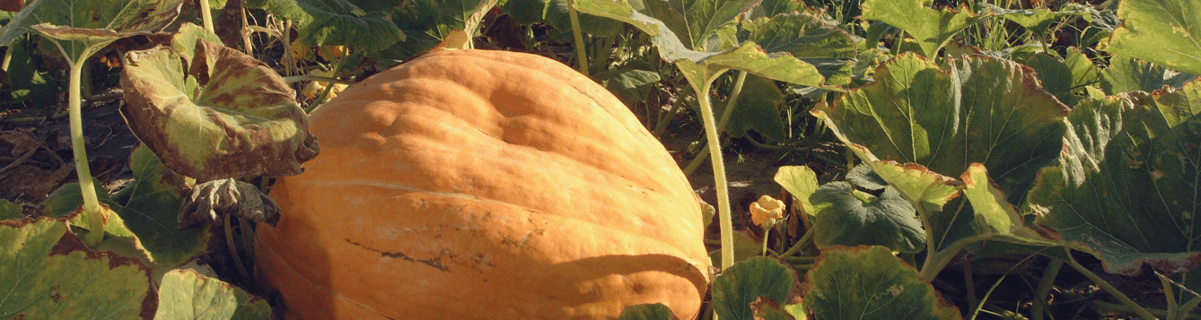A large pumpkin grows in a northern Florida farm field. [CREDIT: UF/IFAS, Eric Zamora]