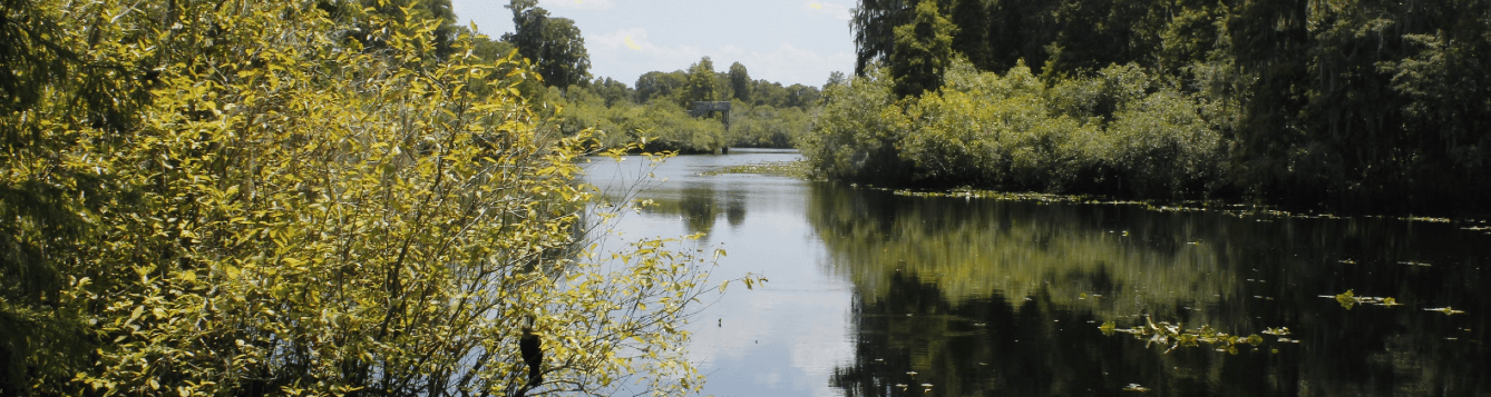 outdoor scene of water body with heavy vegetation on shoreline, and blue skies on horizon. [credit: sarasota county government]