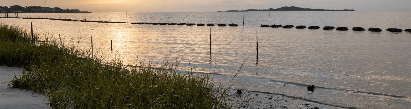 a living shoreline on a white, sandy beach, with a setting sun reflecting over calm waters. [credit: uf/ifas]