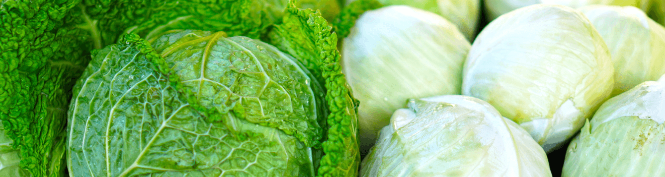 closeup of mounds of cabbage heads, of different varieties. [credit: pixabay, matthias bockel]