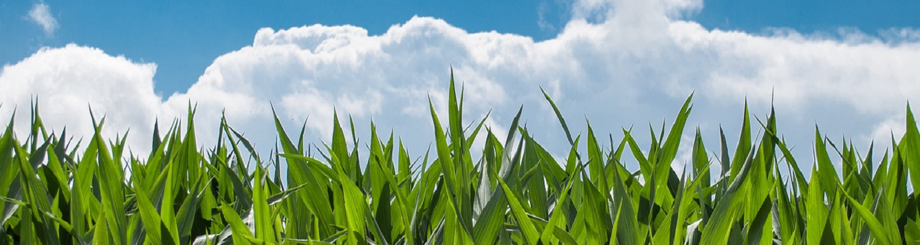 photo illustration of corn (close up) against a blue sky with white clouds. [credit: pixabay.com, skitterphoto]