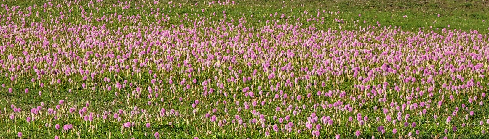 Field of sunshine mimosa