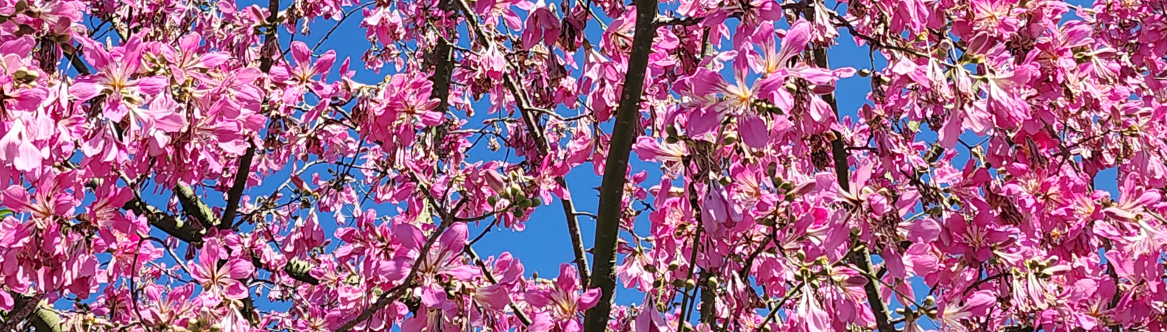 Flowers of a Silk Floss tree