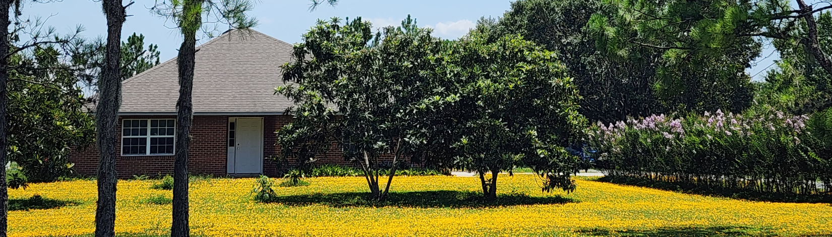 A house surrounded by flowers of perennial peanut.