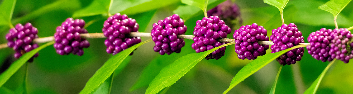 A branch of wild Beautyberry loaded with berries.