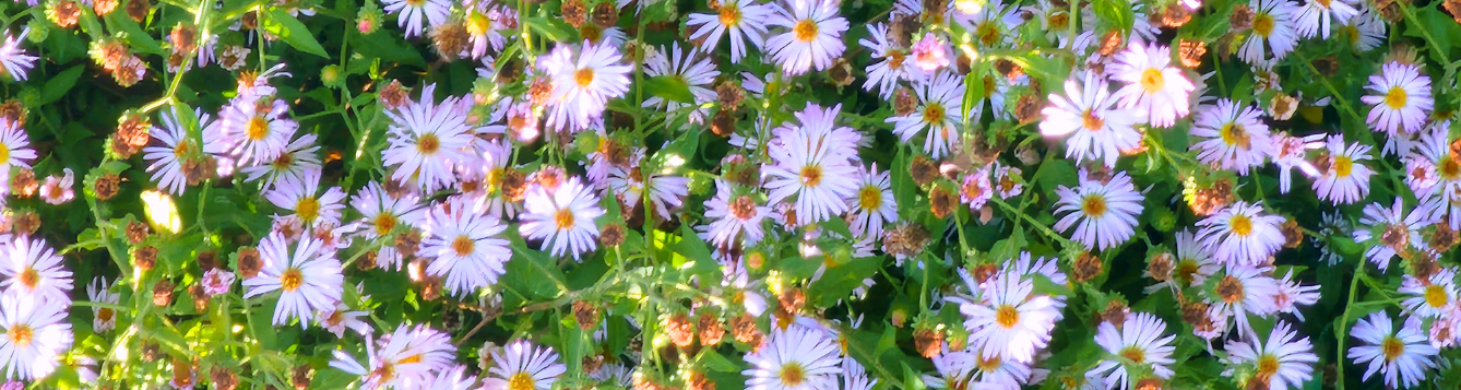 Creeping Aster Flowers