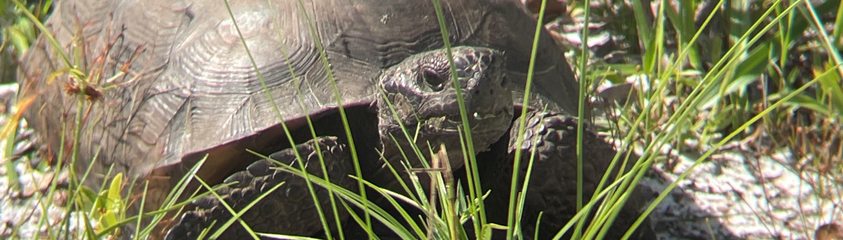 A close image of a gopher tortoise facing the camera, behind a few thin blades of grass.