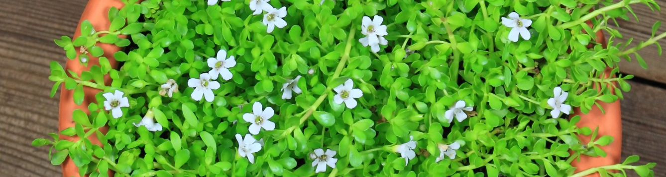 A pot of Bacopa monnieri. Showcasing it's foliage and flowers.