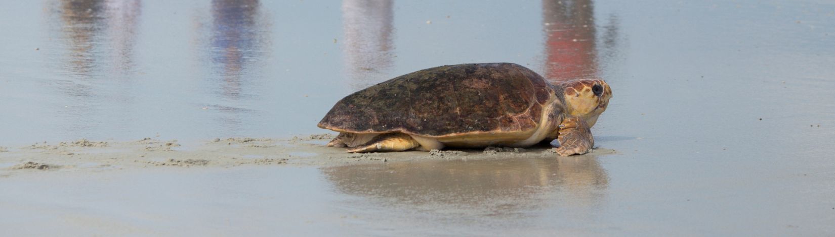 Bystanders watch a rescued and rehabilitated sea turtle make it's way back to sea during a public release.