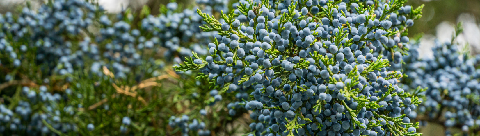 Closeup of Red Cedar loaded with berries.