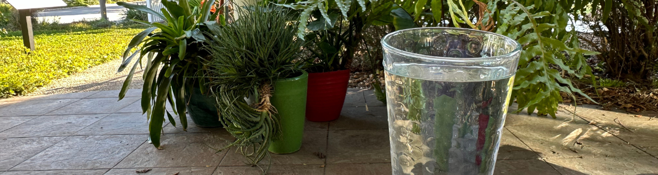 Glass of water with tropical plants in background