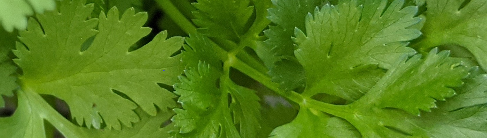 A close up of cilantro leaves