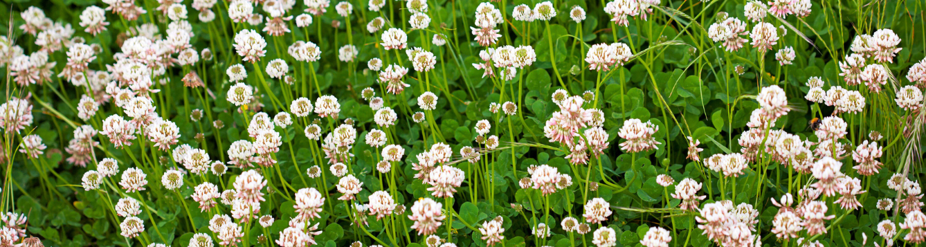 Field of White Clover
