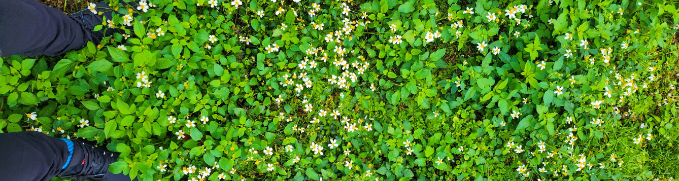 Field of Bidens alba!