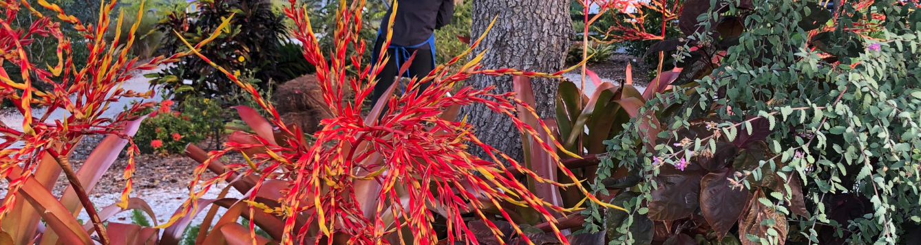 Flowering plants at Shamrock Park and Nature Center