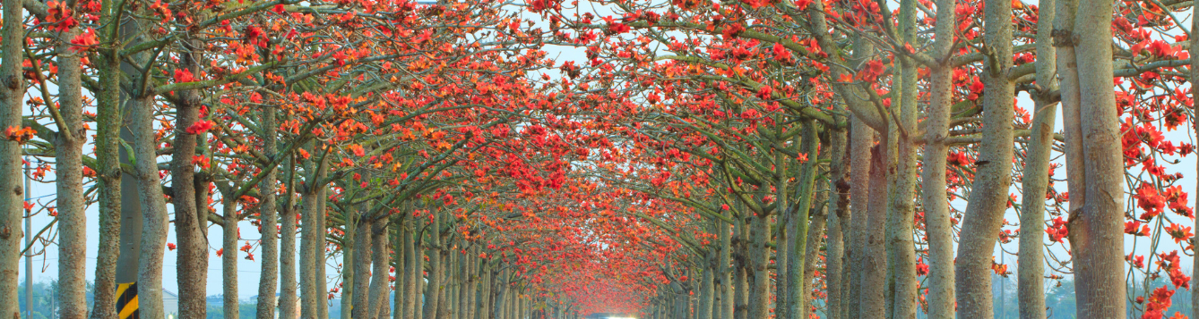Street lined with blooming Red Kapoks.