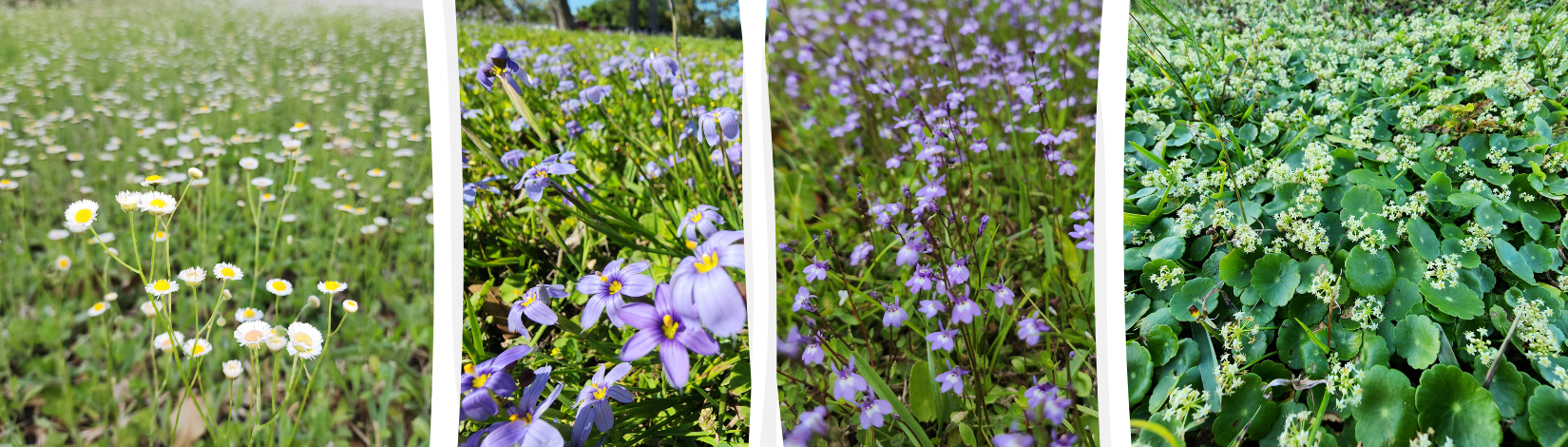 Some of the peaking spring lawn ornaments. From left to right, Fleabane, Blue-eyed grass, Bay Lobelia, and Manyflower pennwort.