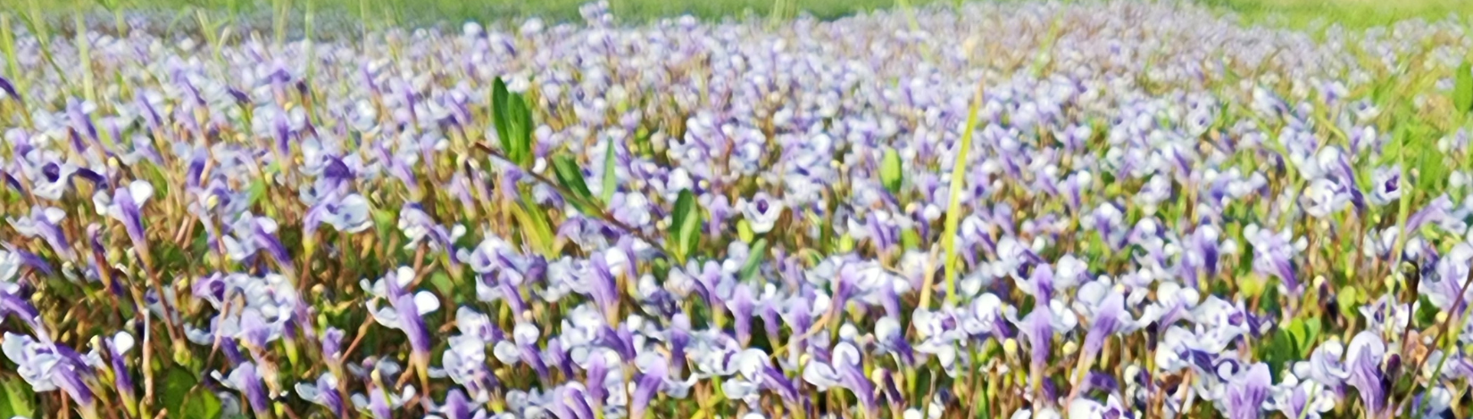 Swale of Angel's Tears in North Port