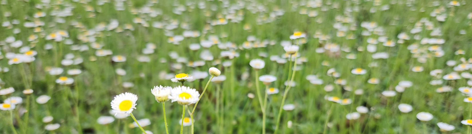 Field of Fleabane Wildflowers.