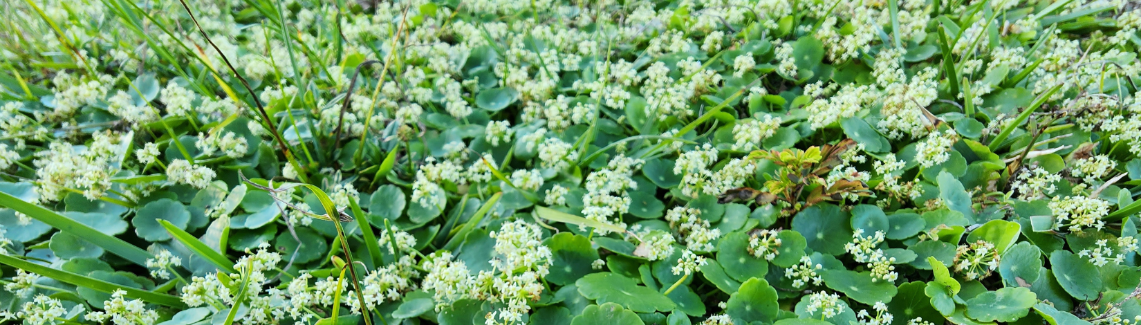A thick patch of the plant flowering in a lawn.