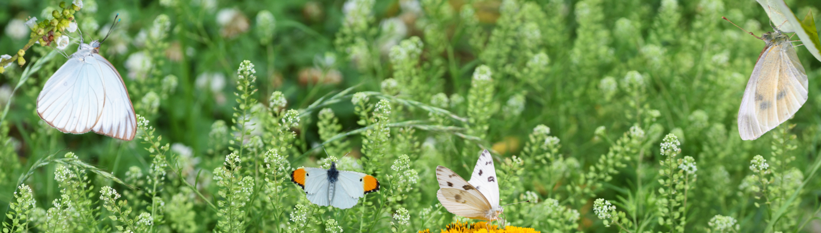 Peppergrass with butterflies