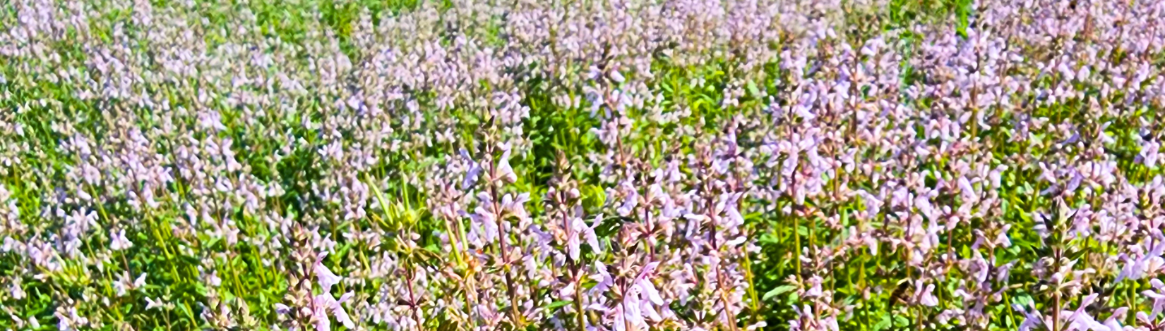 Field of Florida betony