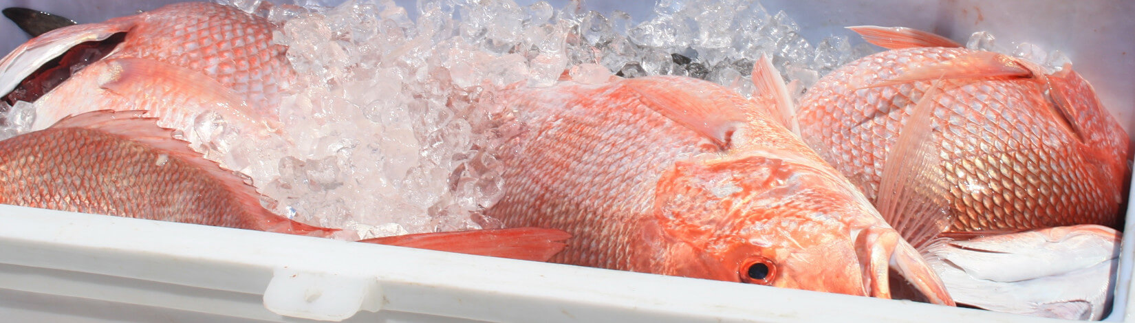 fresh fish on ice in cooler. [credit: uf/ifas]