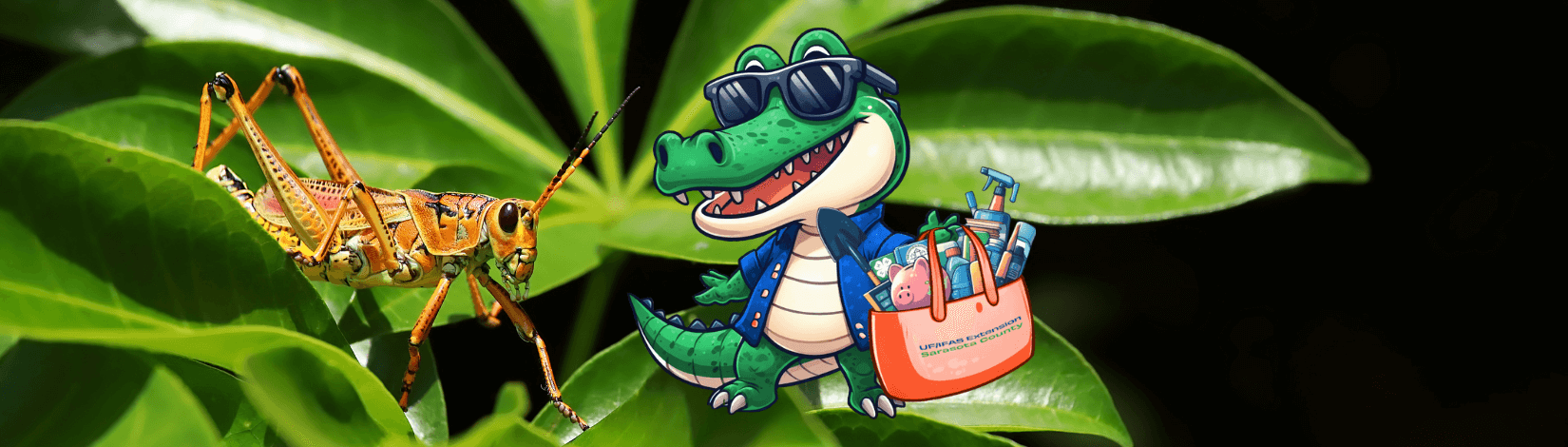 Gator cartoon and lubber grasshopper