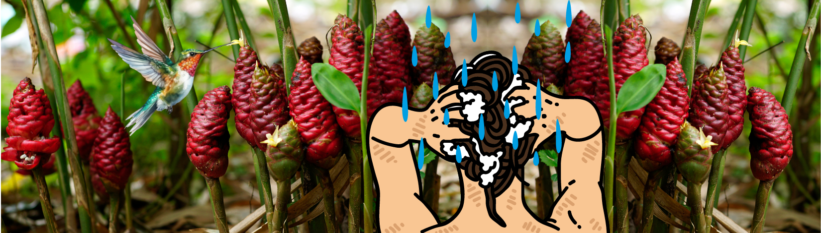 Shampoo ginger flowers with cartoon graphic of humming bird + head of person shampooing,