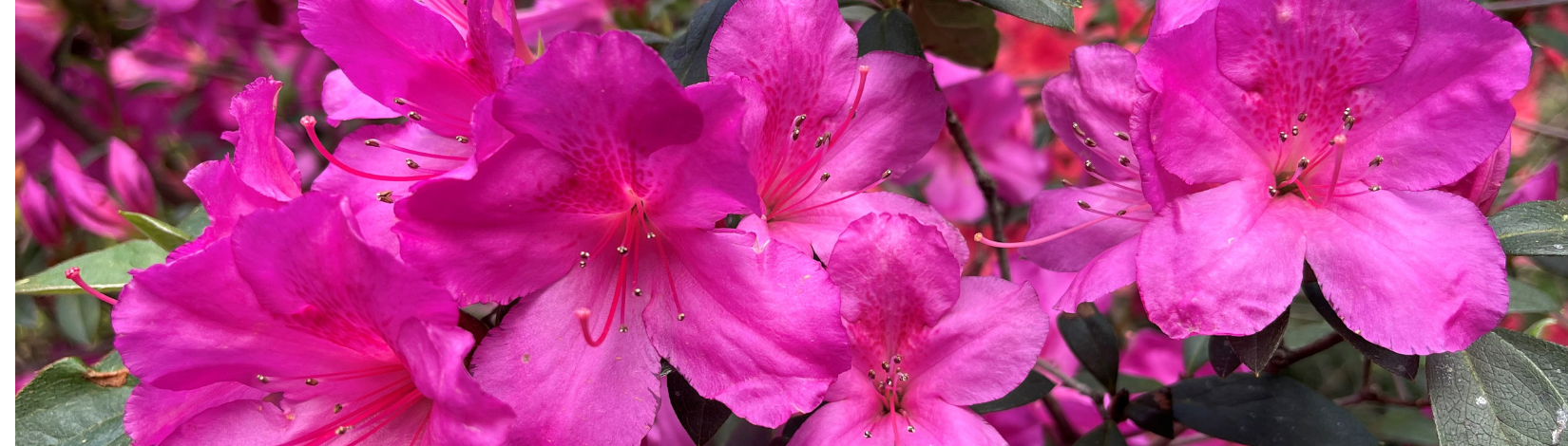 Azaleas