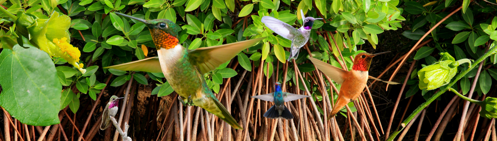 Mangrove background, Bahama Swampbush and native Swampbush in foreground with an assortment of hummingbirds found in Florida.