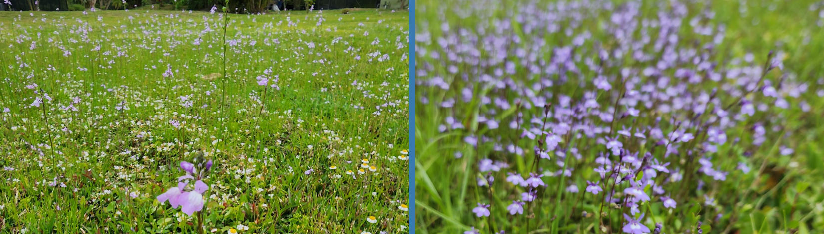 On the left is Blue Toadflax on the right is Bay Lobelia.