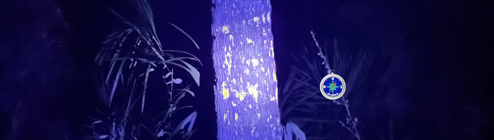 An image of fluorescent lichen under a blacklight, growing on a cabbage palm tree in the dark of night.