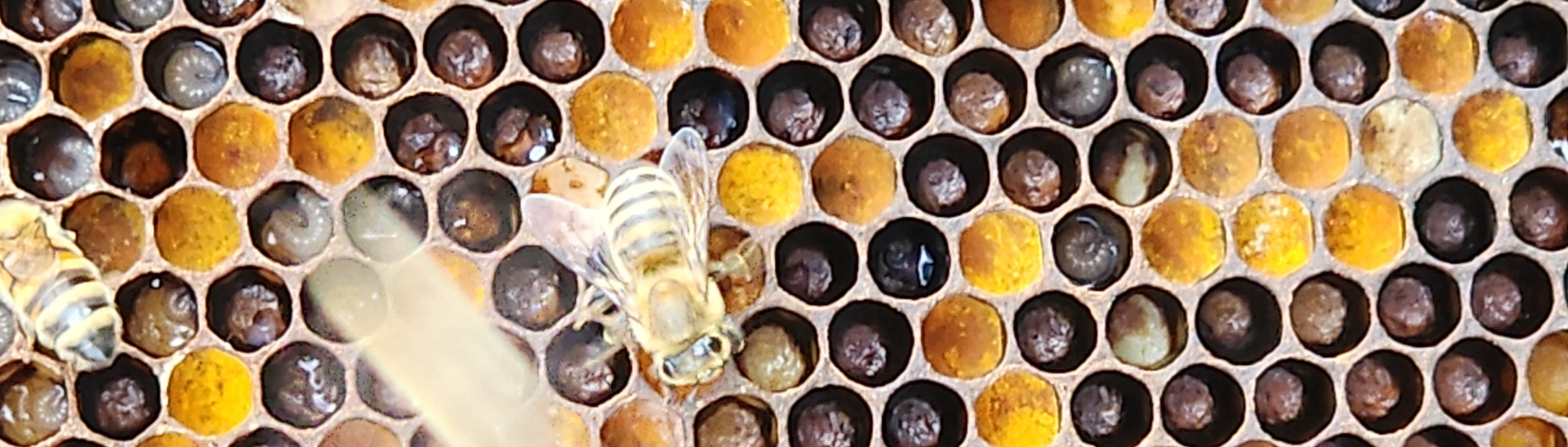 Bee hive comb with baby bees.