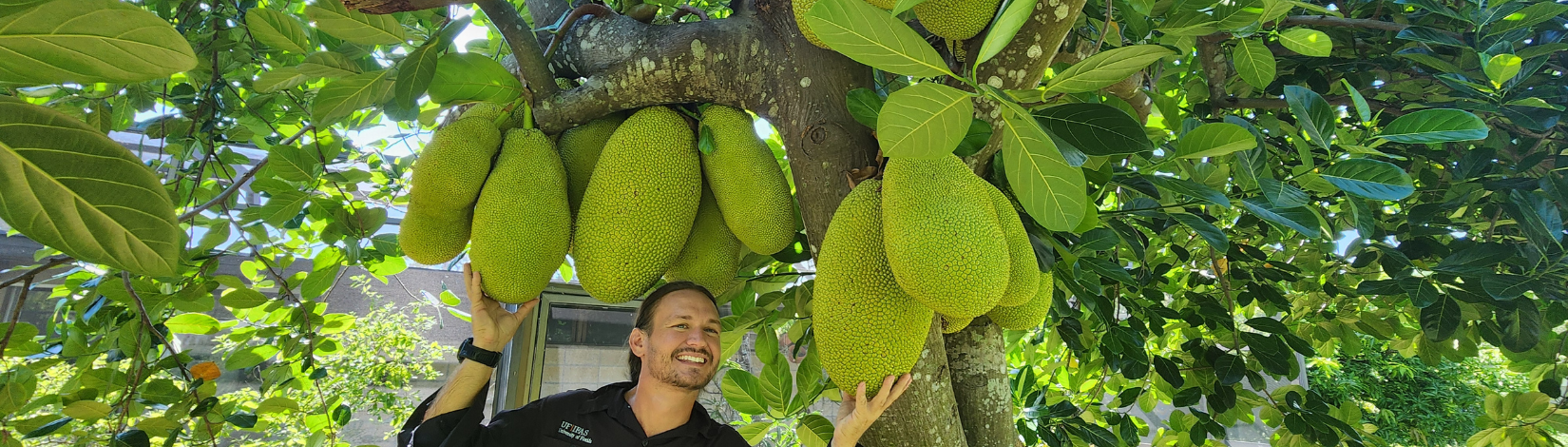 Forest Hecker with Jackfruit tree in Sarasota loaded with 25lb fruit!