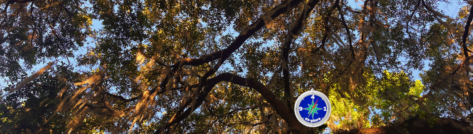 photo-illustration showing view up through tree canopy toward a blue sky, with an overlay of the sarasota county extension "ex•plore" program compass icon