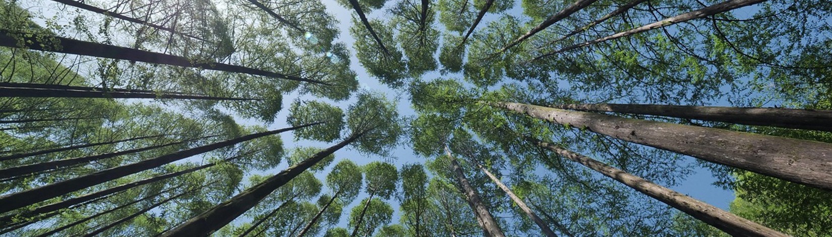 An image looking up at a canopy of tall pine trees.