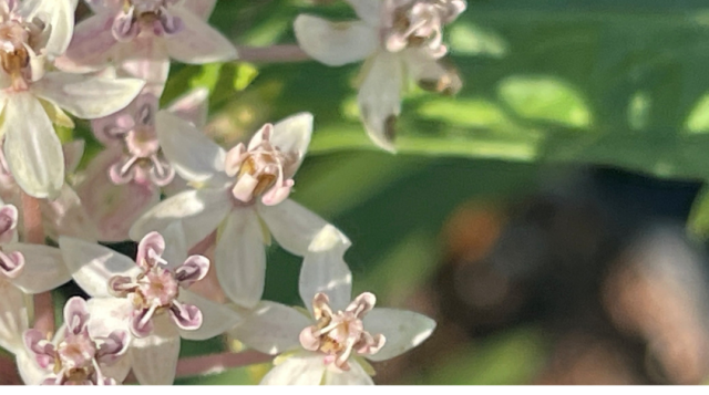 Close up of milkweed flowers