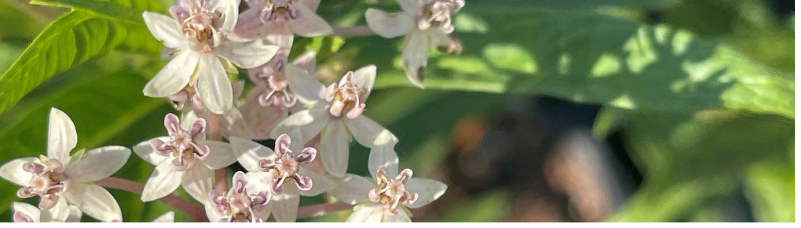 Close up of milkweed flowers