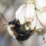 Southeastern Blueberry Bee