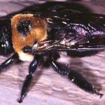Large Carpenter Bee