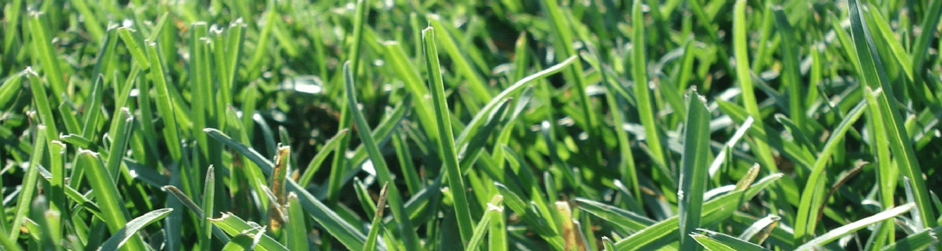 Questions From The Plant Clinic: Turf Diagnosis - Uf Ifas Extension 