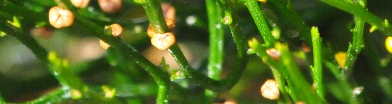 close up of the sporangia on the whisk firm stems