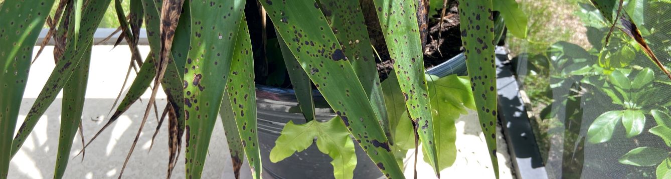 Image of leaf spot on a plant