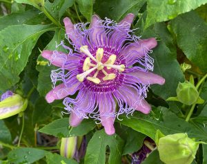 Photo used in digital diagnostics of a passiflora flower