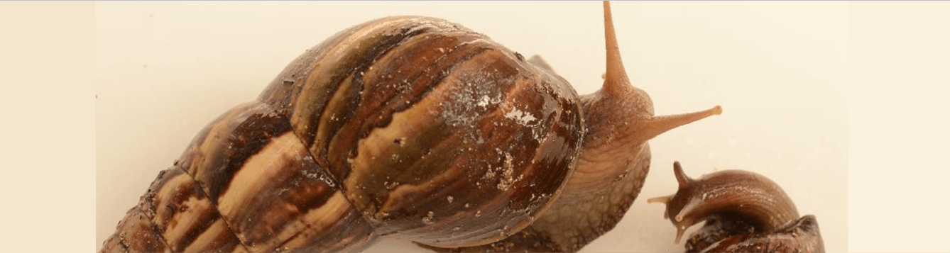 Giant African Land Snail (Photo Credit: Lyle Buss, UF/IFAS